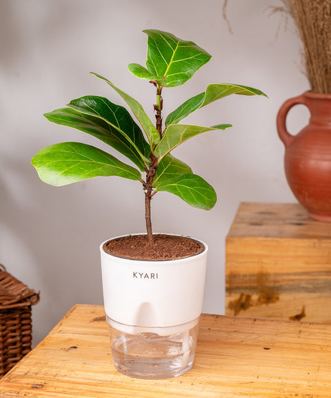 fiddle leaf fig self watering pot Fiddle Fig Plant With Self Watering Pot