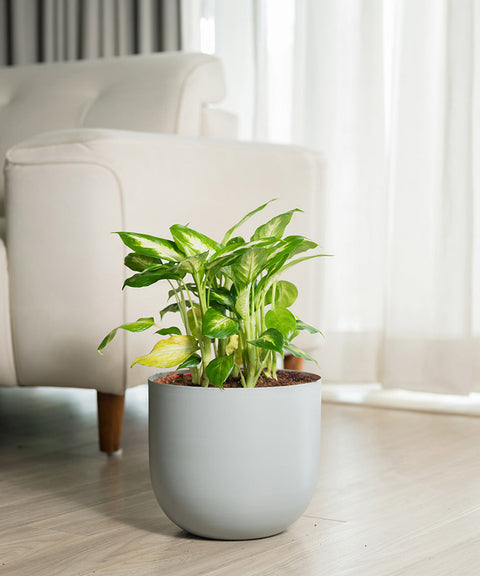 Dieffenbachia Plant