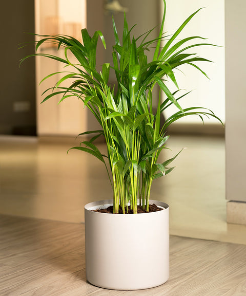 Areca Palm with Zen Planter