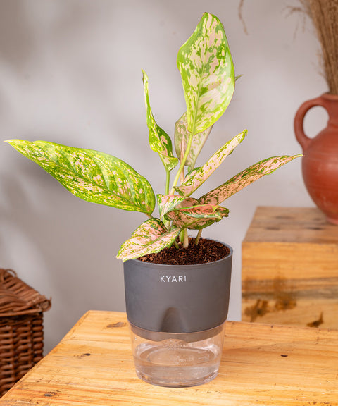 Aglaonema Snow White Plant - BYOB