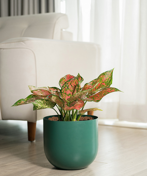 Aglaonema Pink Valentine Plant