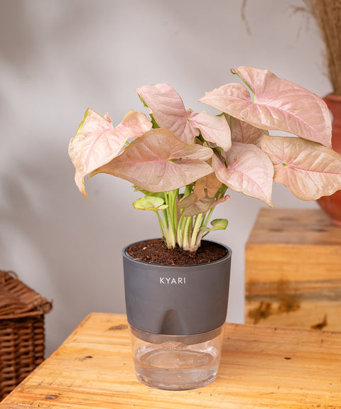 Syngonium Pink Plant - BYOB