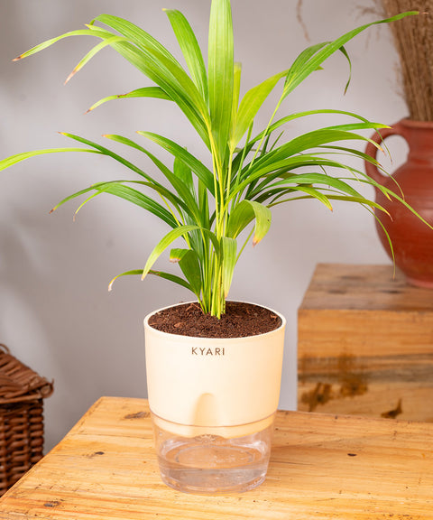 Areca Palm Plant