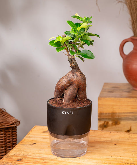 Lucky Bonsai Plant