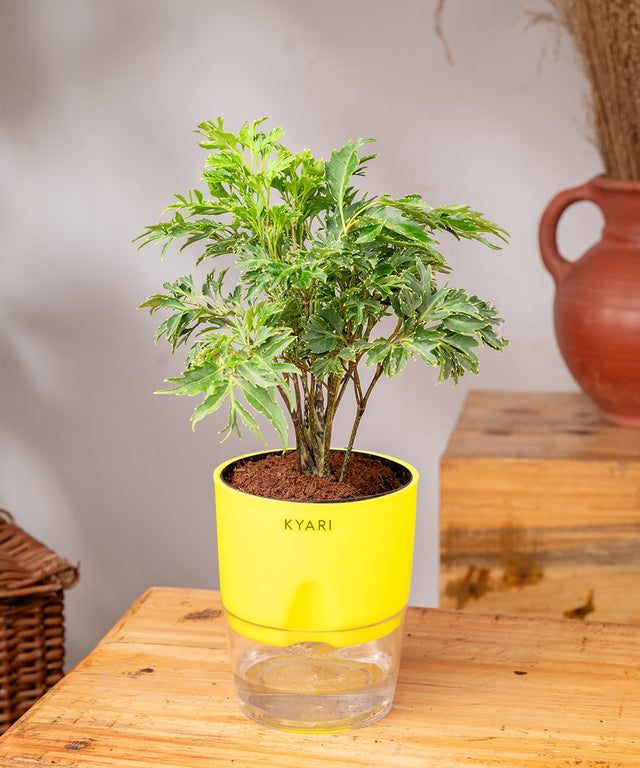 Buy Aralia Green Plant with Self Watering Pot | Kyari – Kyari.co
