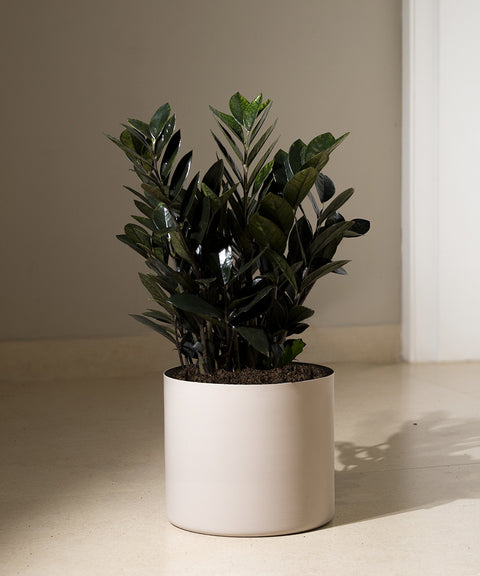 ZZ Black with Zen Planter