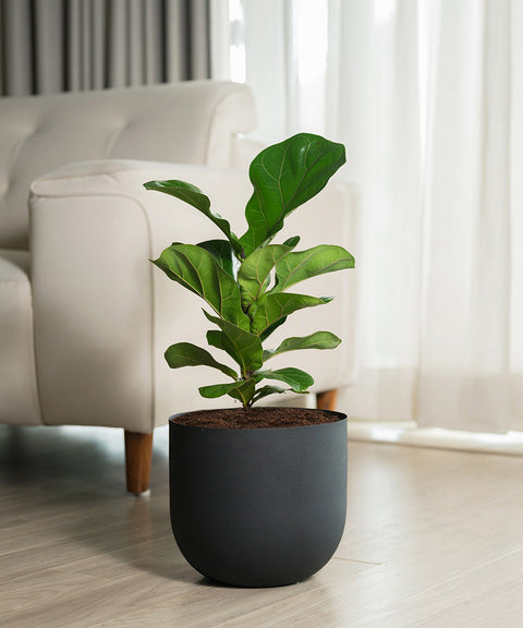 Fiddle Fig Plant