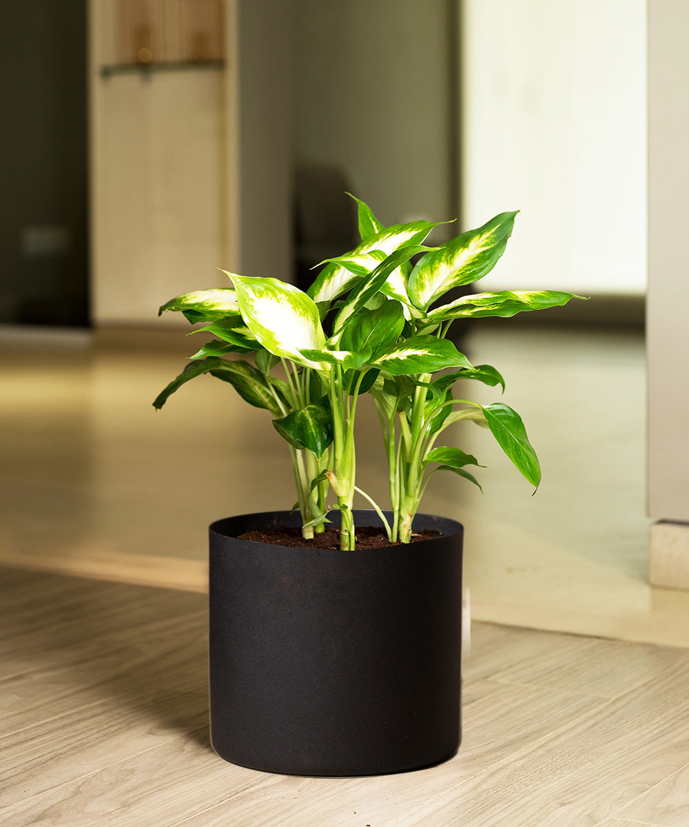 dieffenbachia planter Dieffenbachia with Zen Metal Planter – Kyari.co