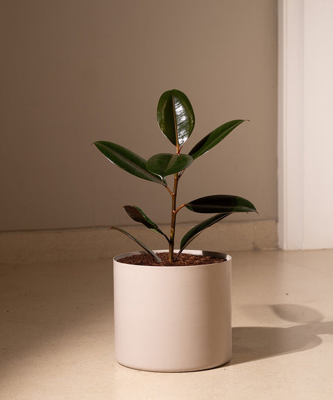 Black Rubber with Zen Planter