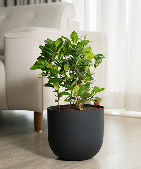 Ficus Moclame Plant with Arbor Planter