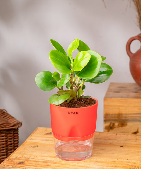 Peperomia Green Plant