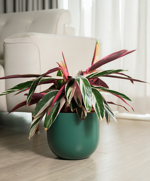 Calathea Triostar Plant