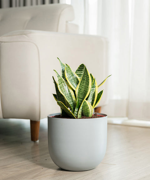 Sansevieria Zeylencia Golden with Arbor Planter