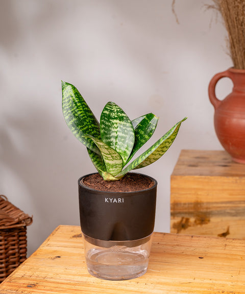 snake plant with pot Green Snake Plant With Self Watering Pot