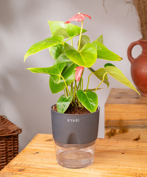 Anthurium Red Plant With Self Watering Pot