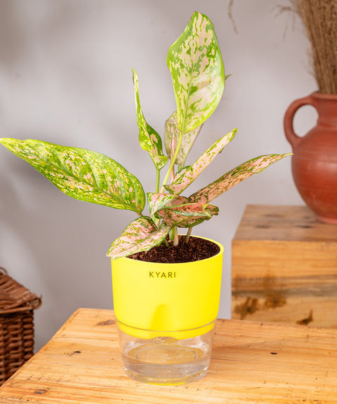 Aglaonema Pink Valentine Plant