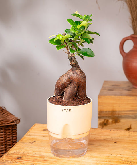 Lucky Bonsai Plant