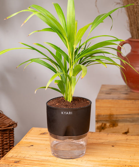 Areca Palm Plant - BYOB