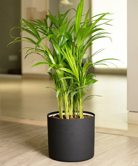 Areca Palm with Zen Planter