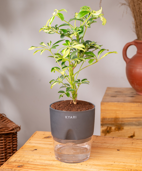 Schefflera Variegated Plant With Self Watering Pot