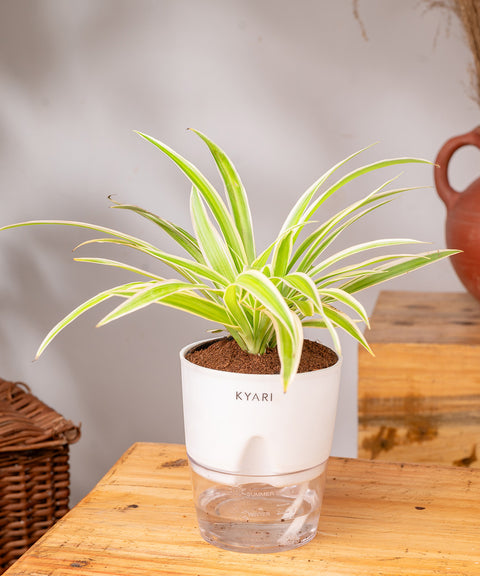 Spider Plant