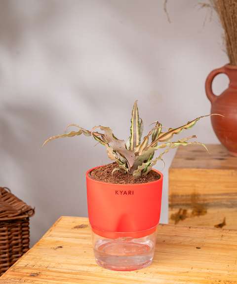 Cryptanthus Plant - BYOB