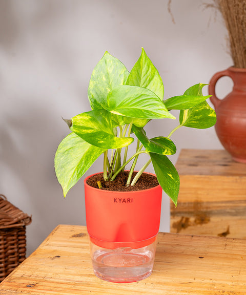 money plant container Money Variegated Plant With Self Watering Pot