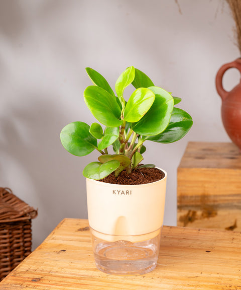 Peperomia Green Plant