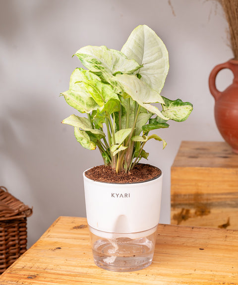 Syngonium Pixie White Plant - BYOB