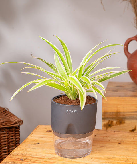 Spider Plant