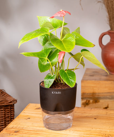 Anthurium Red Plant With Self Watering Pot