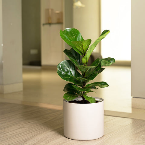 Ficus Lyrata - Fiddle Fig- Zen Planter