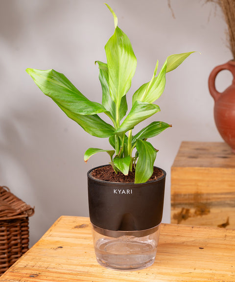 Peace Lily Plant