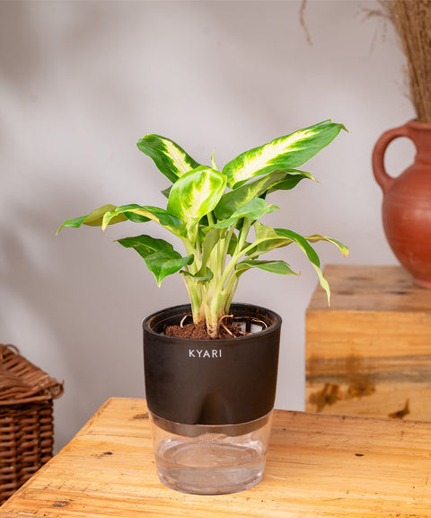 Dieffenbachia Plant