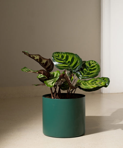 Calathea Peacock with Zen Planter