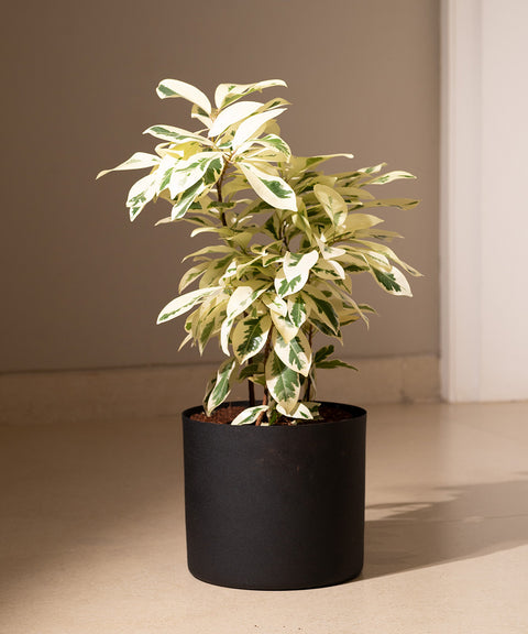 Safari Ficus with Zen Planter