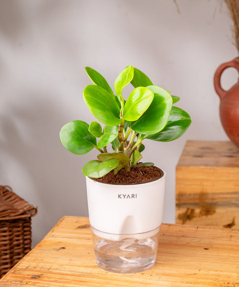 Peperomia Green Plant