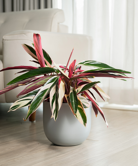 Calathea Triostar Plant