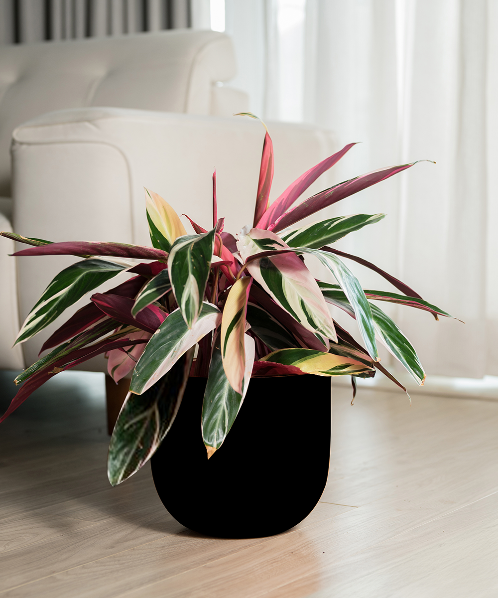 Calathea Triostar with Metal Self Watering Pot