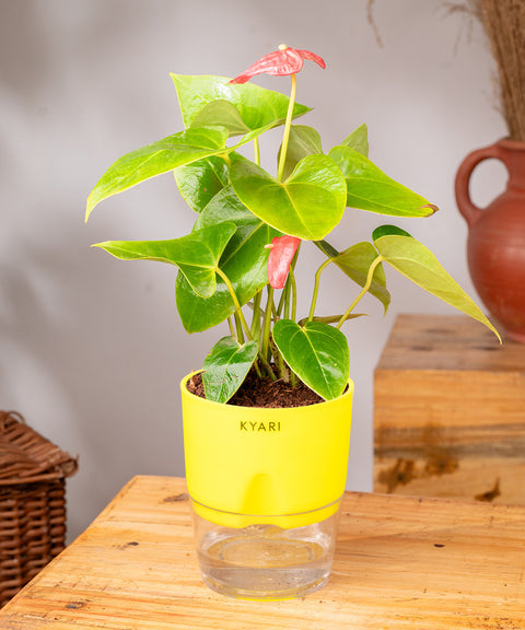 Anthurium Red Plant With Self Watering Pot