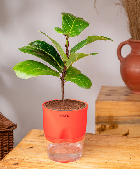 Fiddle Fig Plant