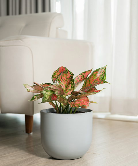 Aglaonema Pink Valentine Plant