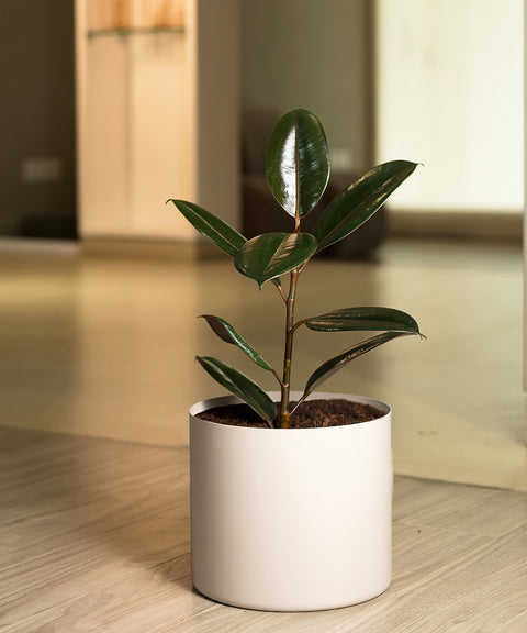 Black Rubber with Zen Planter