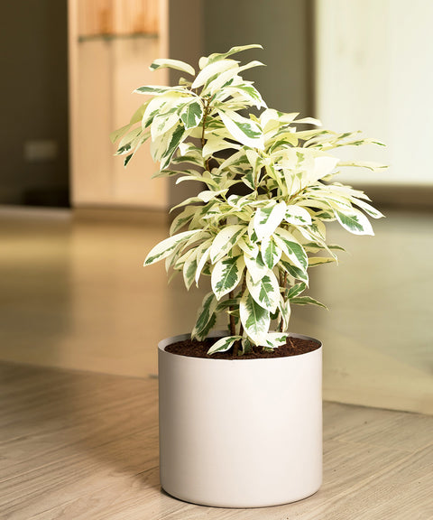 Safari Ficus with Zen Planter