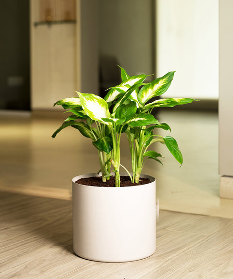 Dieffenbachia with Zen Planter