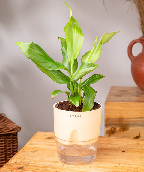 Peace Lily Plant