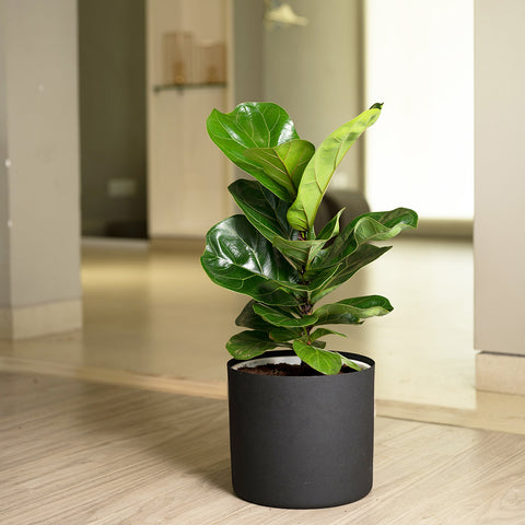 Ficus Lyrata - Fiddle Fig- Zen Planter