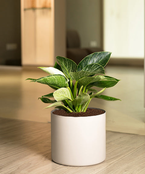 Philodendron Berkin with Zen Planter