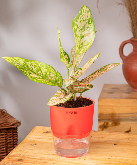 Aglaonema Snow White Plant - BYOB