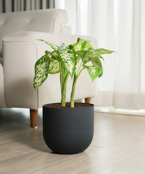 Dieffenbachia Cheetah with Arbor planter